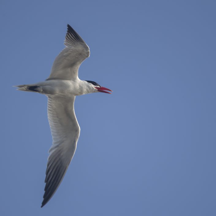 Skräntärna, Caspian tern, Hydroprogne caspia