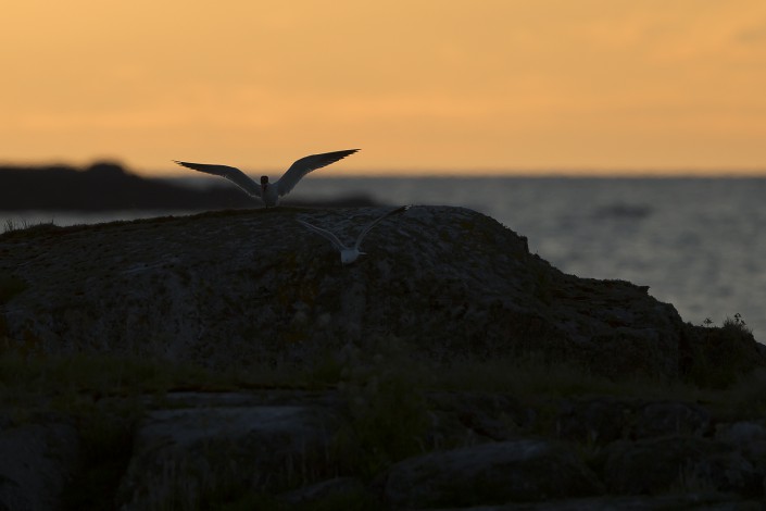 Skräntärna, Caspian tern, Hydroprogne caspia