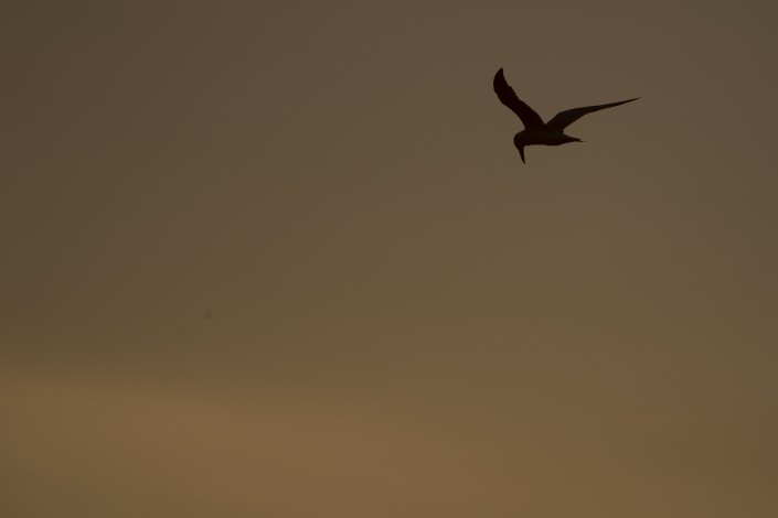 Skräntärna, Caspian tern, Hydroprogne caspia