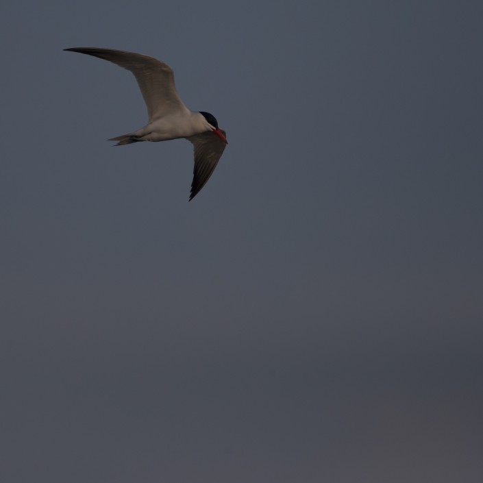 Skräntärna, Caspian tern, Hydroprogne caspia