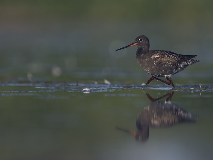 Spotted redshank, Gotland 2015