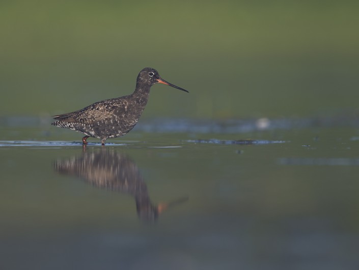 Spotted redshank, Gotland 2015