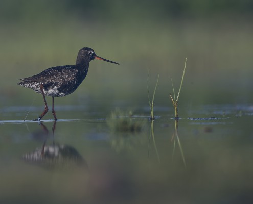 Spotted redshank, Gotland 2015