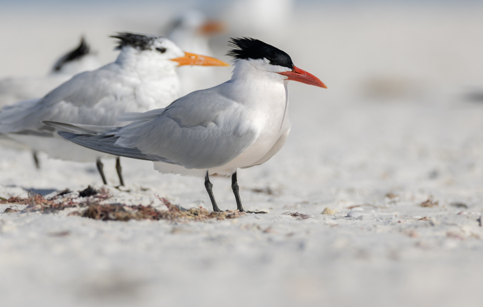 Skräntärna, Caspian tern, Hydroprogne caspia