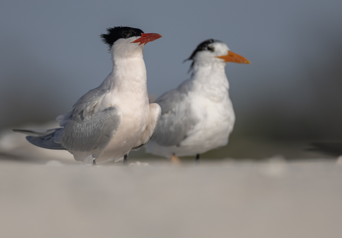 Skräntärna, Caspian tern, Hydroprogne caspia