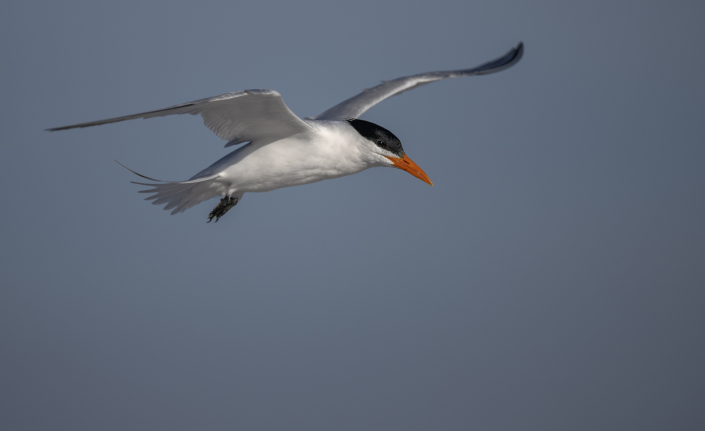 Skräntärna, Caspian tern, Hydroprogne caspia