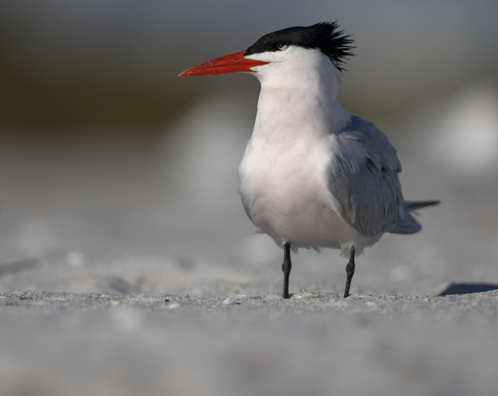 Skräntärna, Caspian tern, Hydroprogne caspia