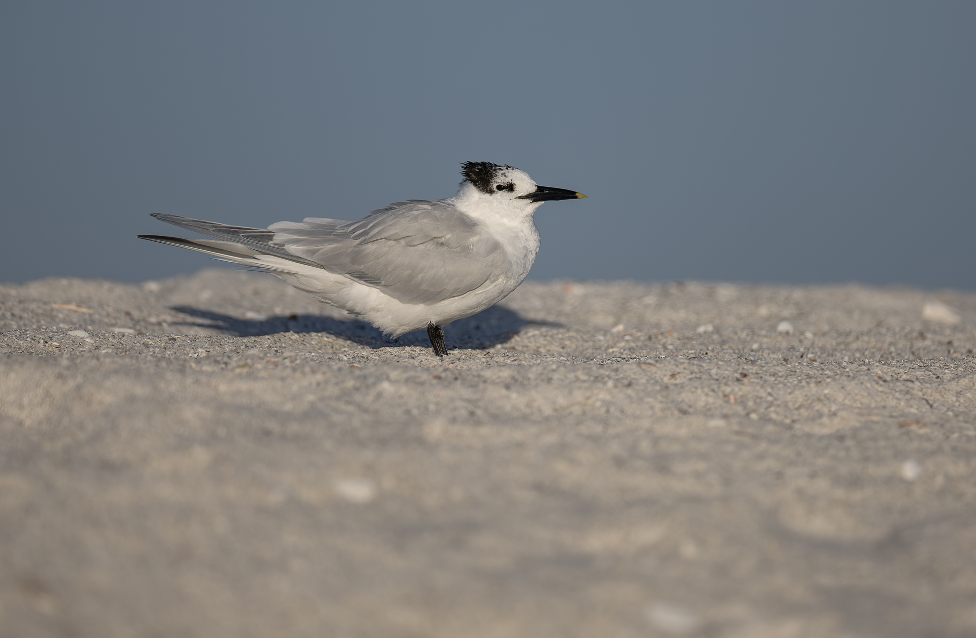 Kentsk tärna Sandwich tern Florida