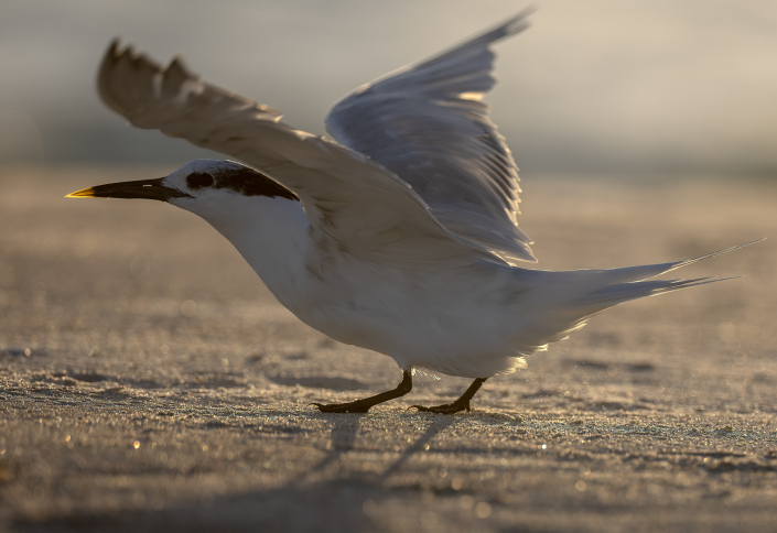 Kentsk tärna Sandwich tern Florida