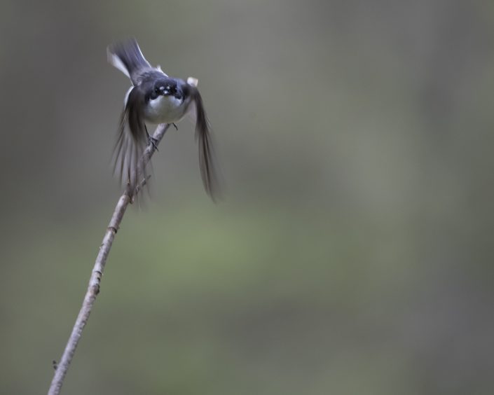 Svartvit flugsnappare