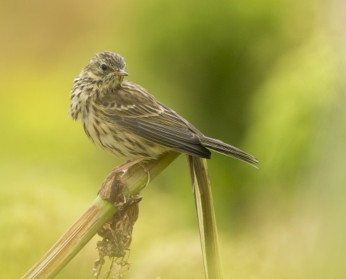 Meadow pipit Iceland 2014