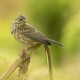 Meadow pipit Iceland 2014