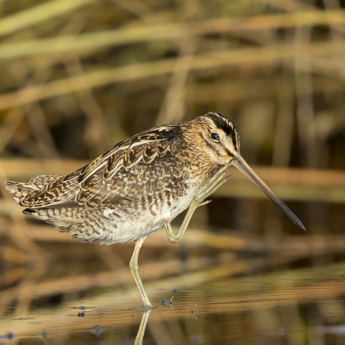 Common Snipe