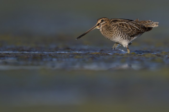 Common Snipe