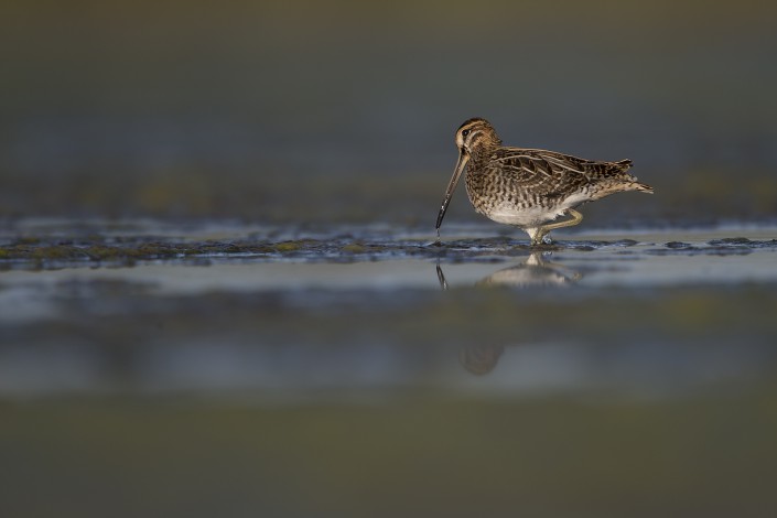 Common Snipe