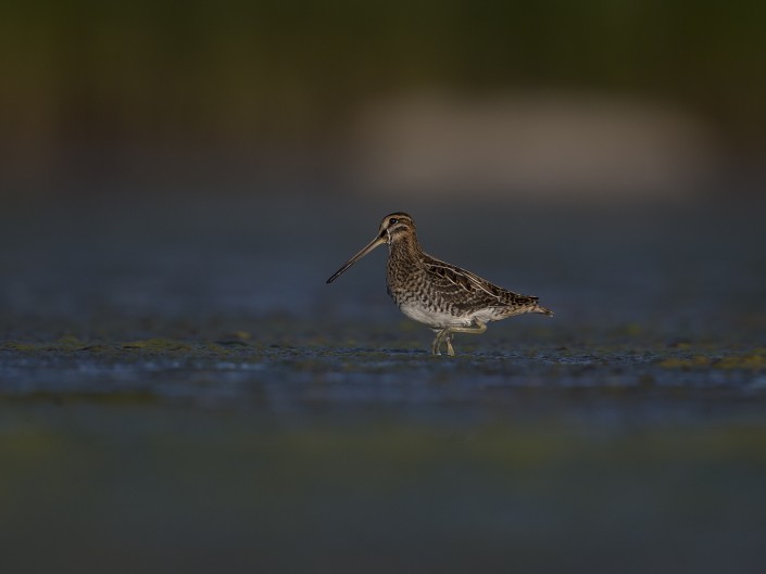 Common Snipe