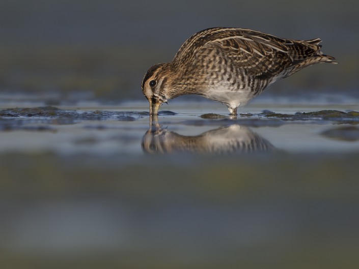 Common Snipe