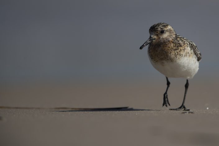 Sandlöpare, Sanderling, Calidris Alba