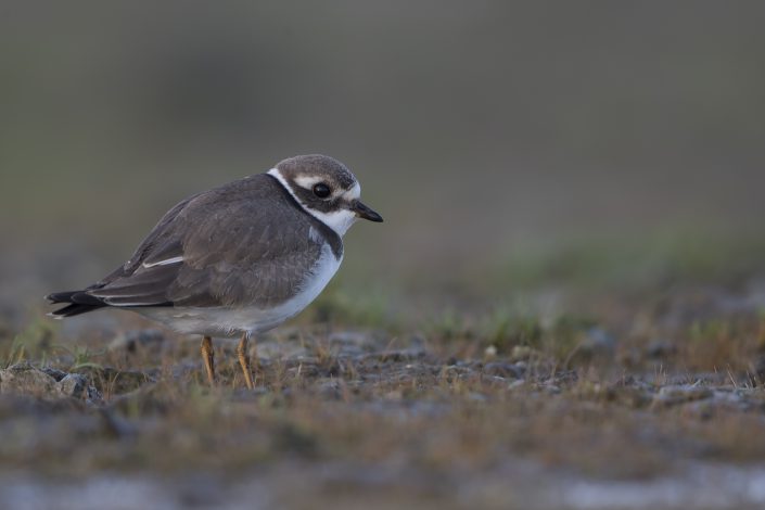 Större strandpipare