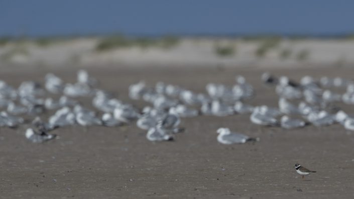 Större strandpipare