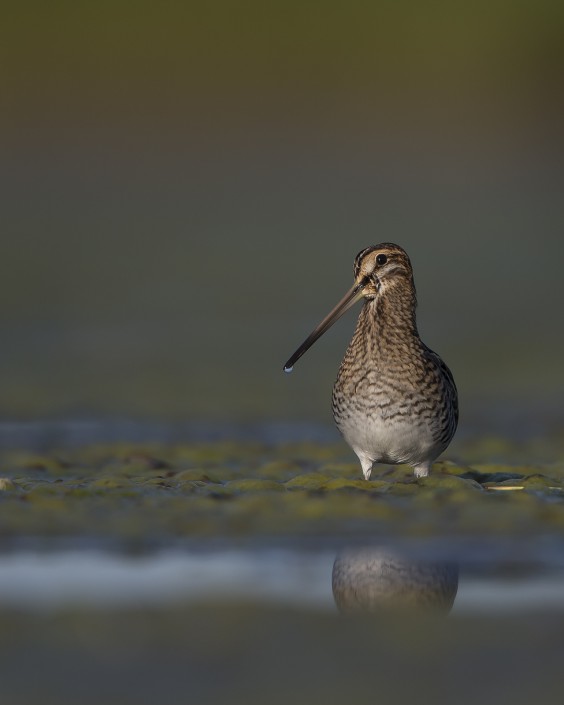 Common Snipe