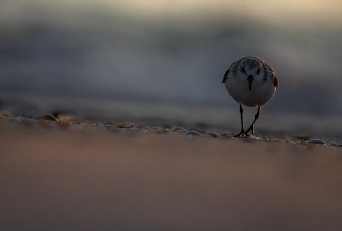 Sandlöpare, Sanderling, Florida, Calidris Alba