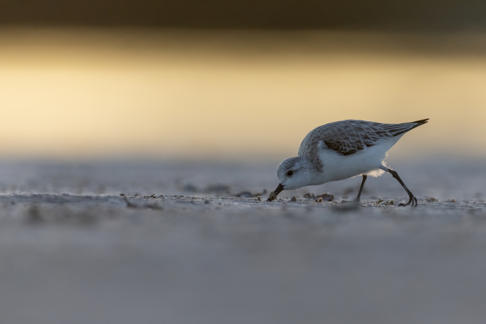 Sandlöpare, Sanderling, Florida, Calidris Alba