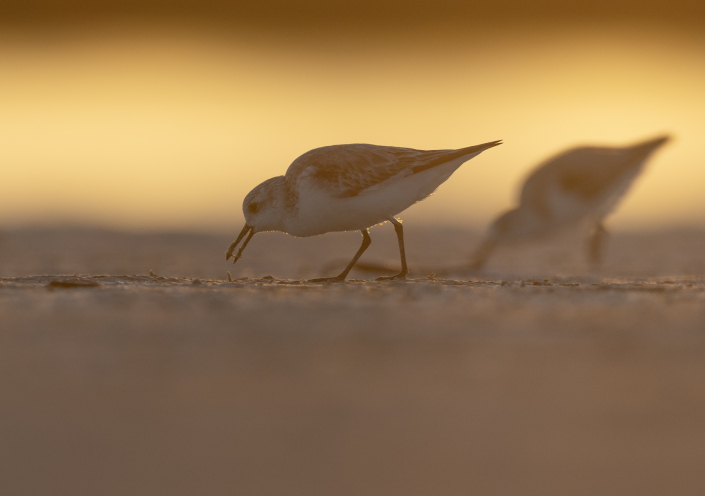 Sandlöpare, Sanderling, Florida, Calidris Alba