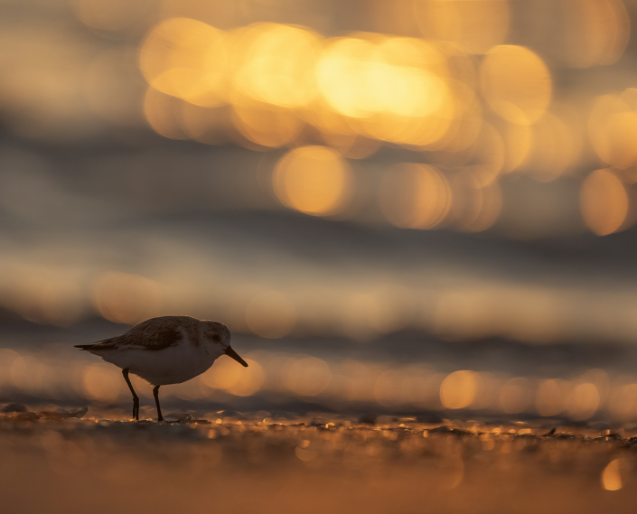 Sandlöpare, Sanderling, Florida, Calidris Alba