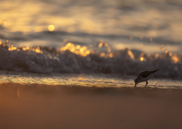 Sandlöpare, Sanderling, Florida, Calidris Alba