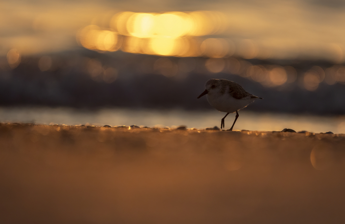 Sandlöpare, Sanderling, Florida, Calidris Alba