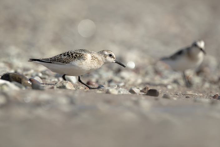 Sandlöpare, Sanderling, Calidris Alba