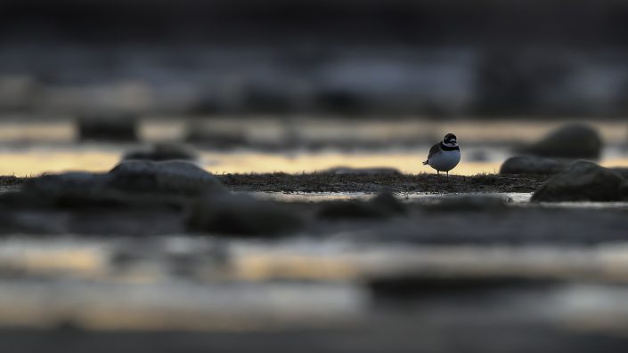 Större strandpipare