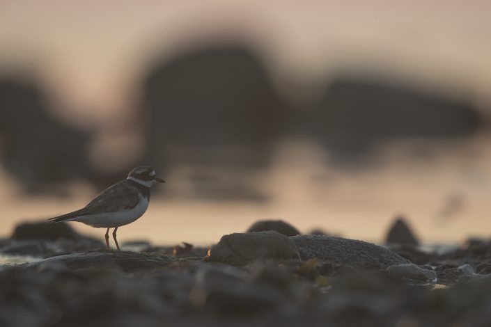 Större strandpipare