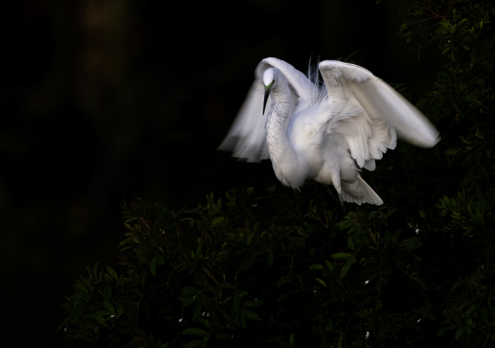 Ägretthäger, Great egret