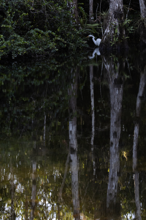 Ägretthäger, Great egret