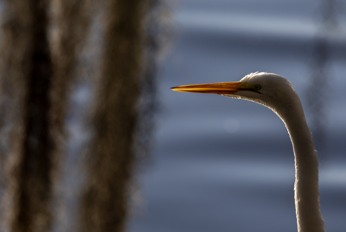 Ägretthäger, Great egret