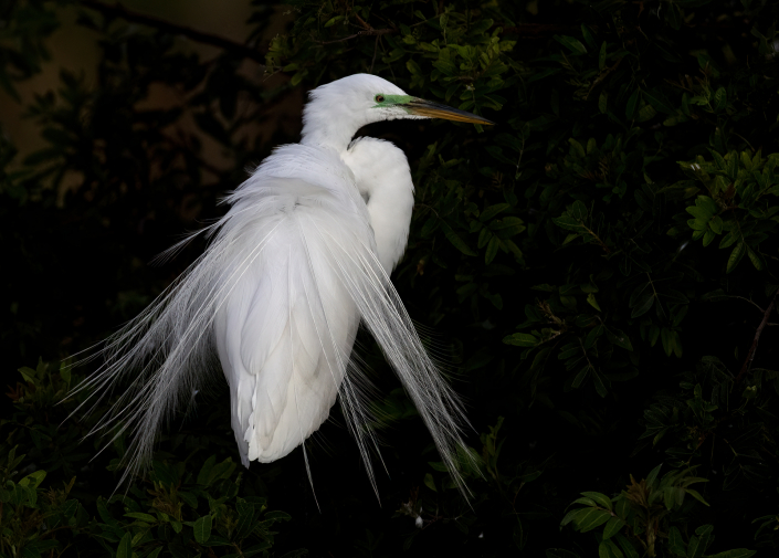 Ägretthäger, Great egret