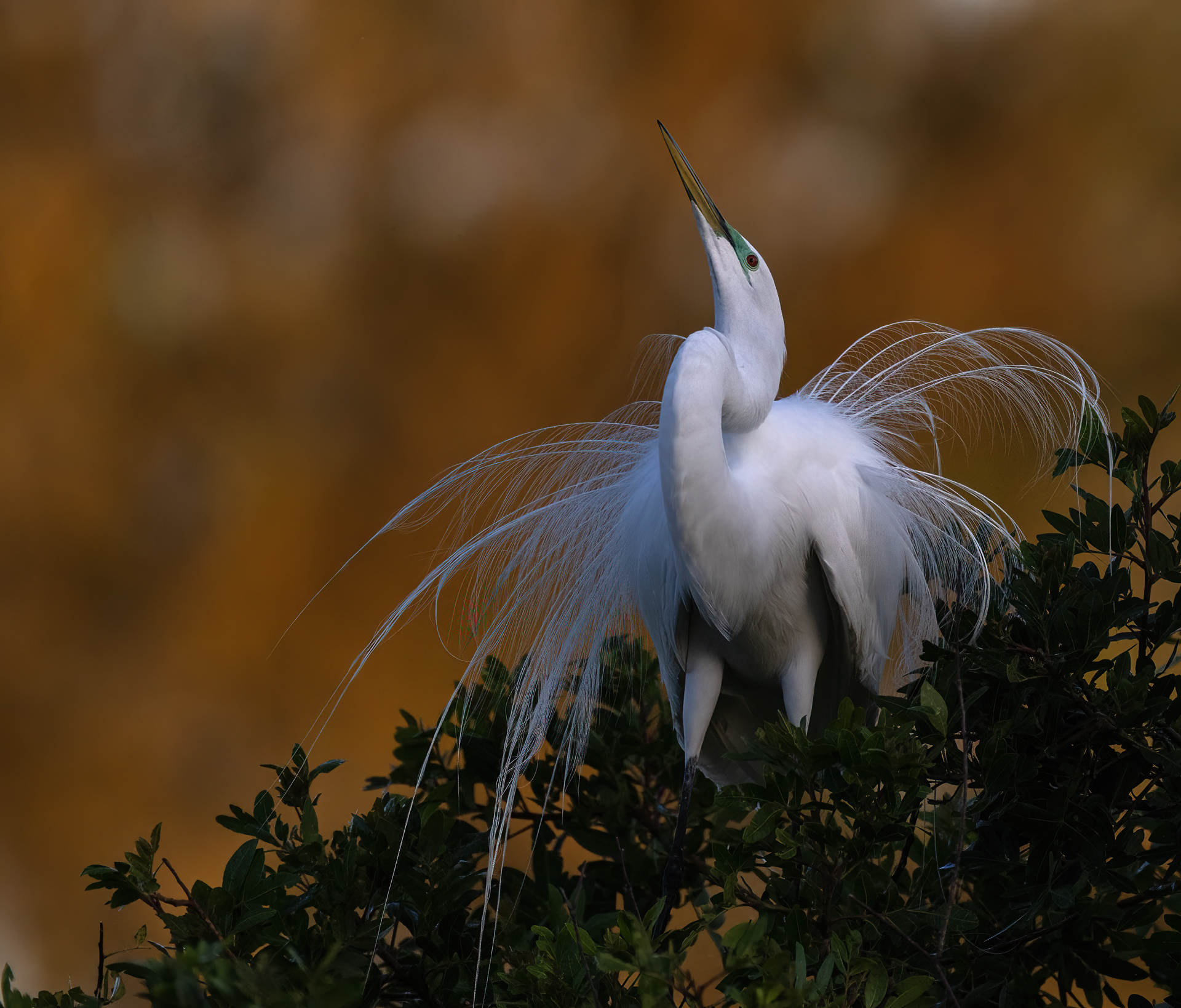 Ägretthäger, Great egret