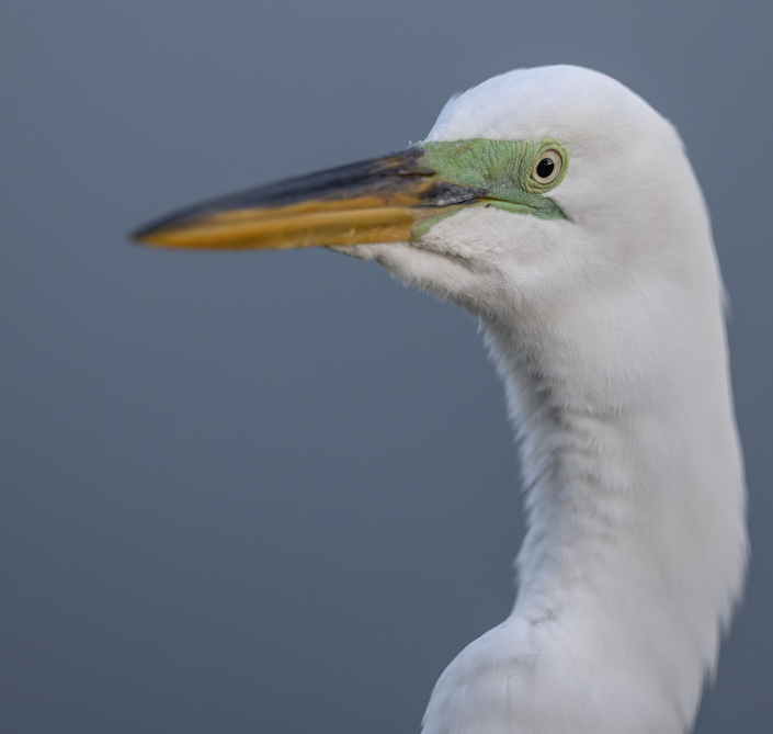 Ägretthäger, Great egret