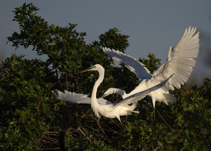 Ägretthäger, Great egret