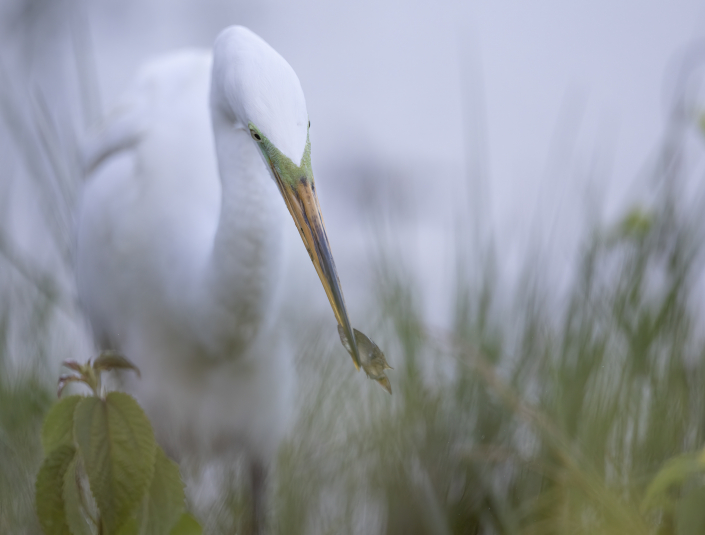 Ägretthäger, Great egret