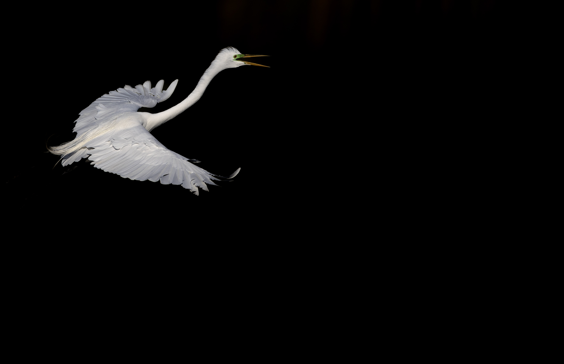 Ägretthäger, Great egret