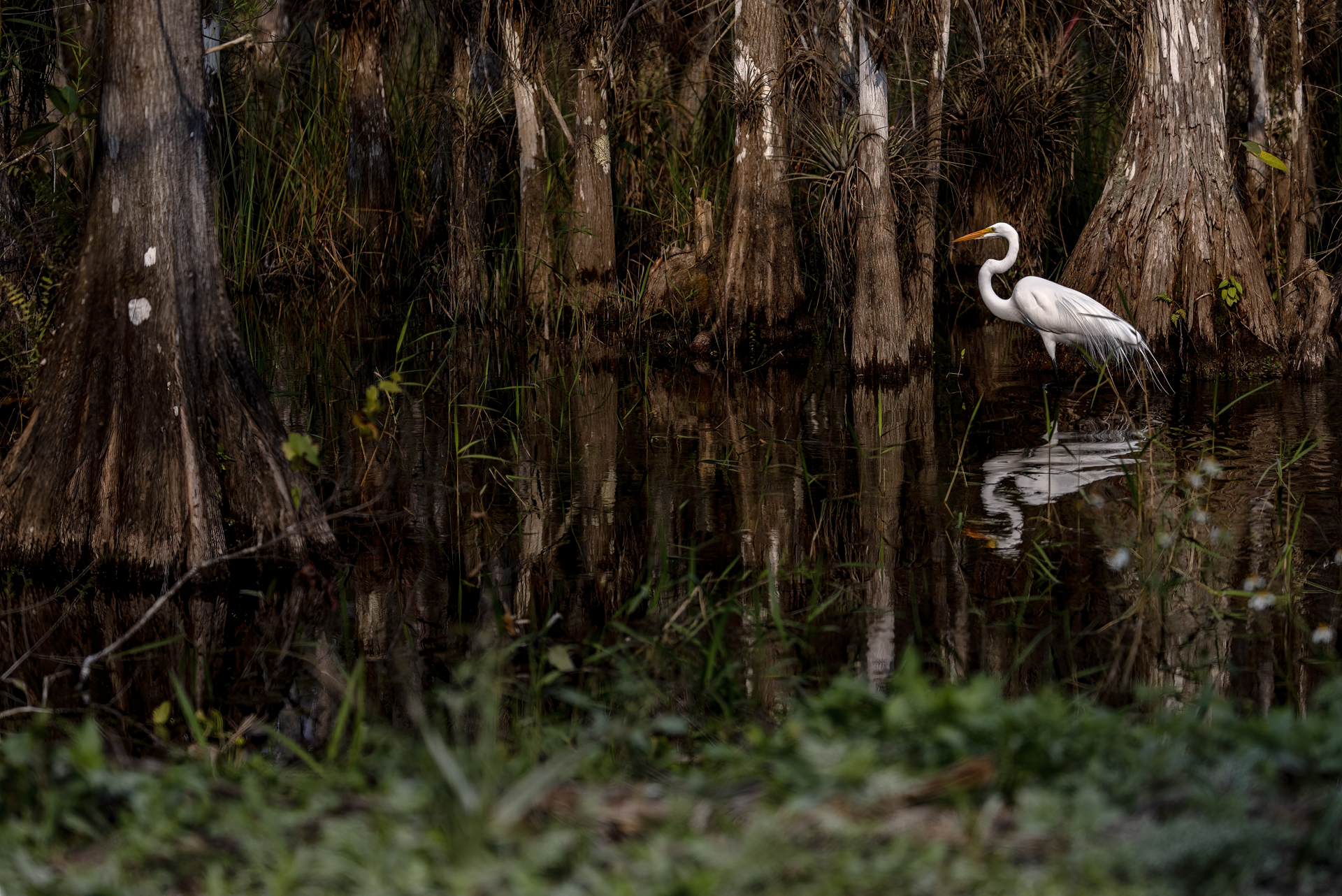 Ägretthäger, Great egret