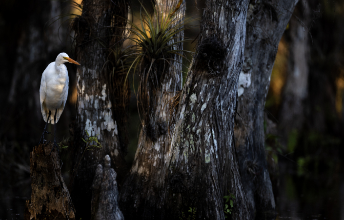 Ägretthäger, Great egret