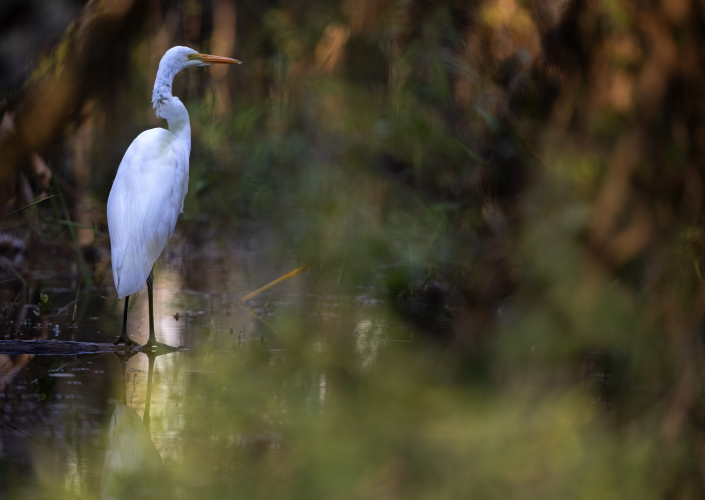 Ägretthäger, Great egret