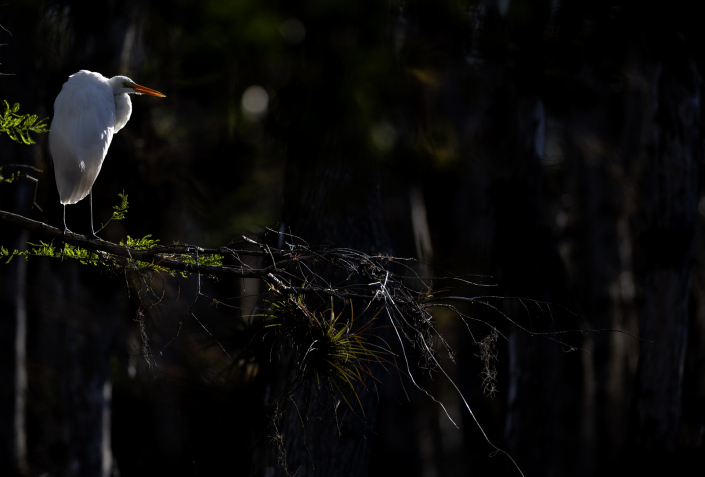 Ägretthäger, Great egret