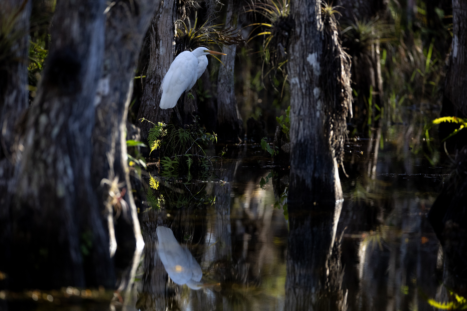 Ägretthäger, Great egret