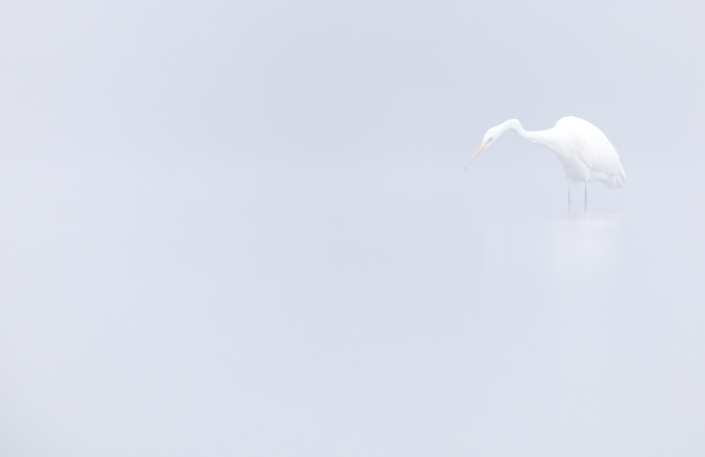 Ägretthäger, Great egret