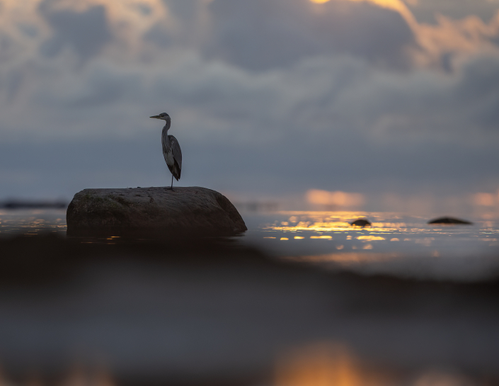 Gråhäger, Gotland